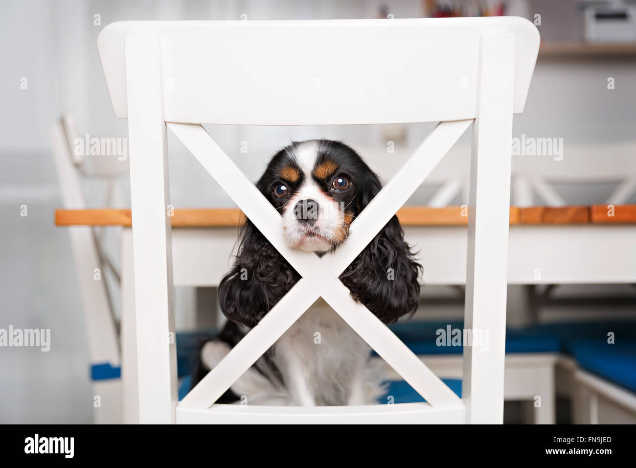 portrait of cute dog sitting on the kitchen chair Stock Photo