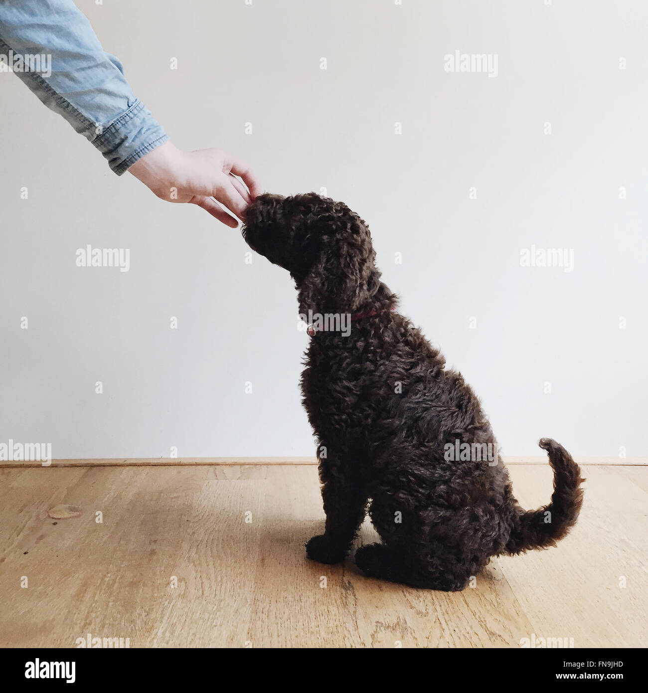 Human hand feeding treat to a labradoodle puppy dog Stock Photo