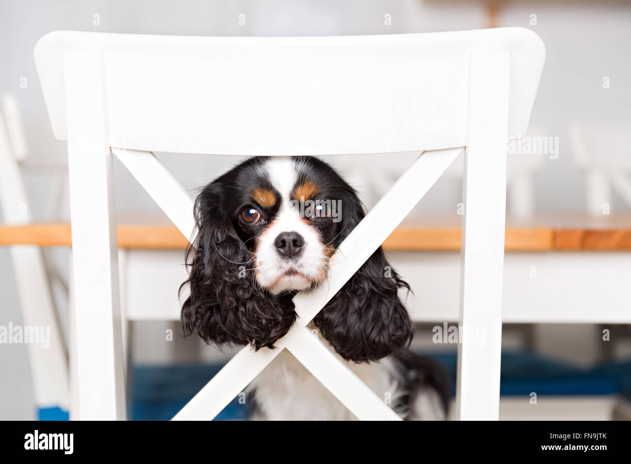 portrait of cute dog sitting on the kitchen chair Stock Photo