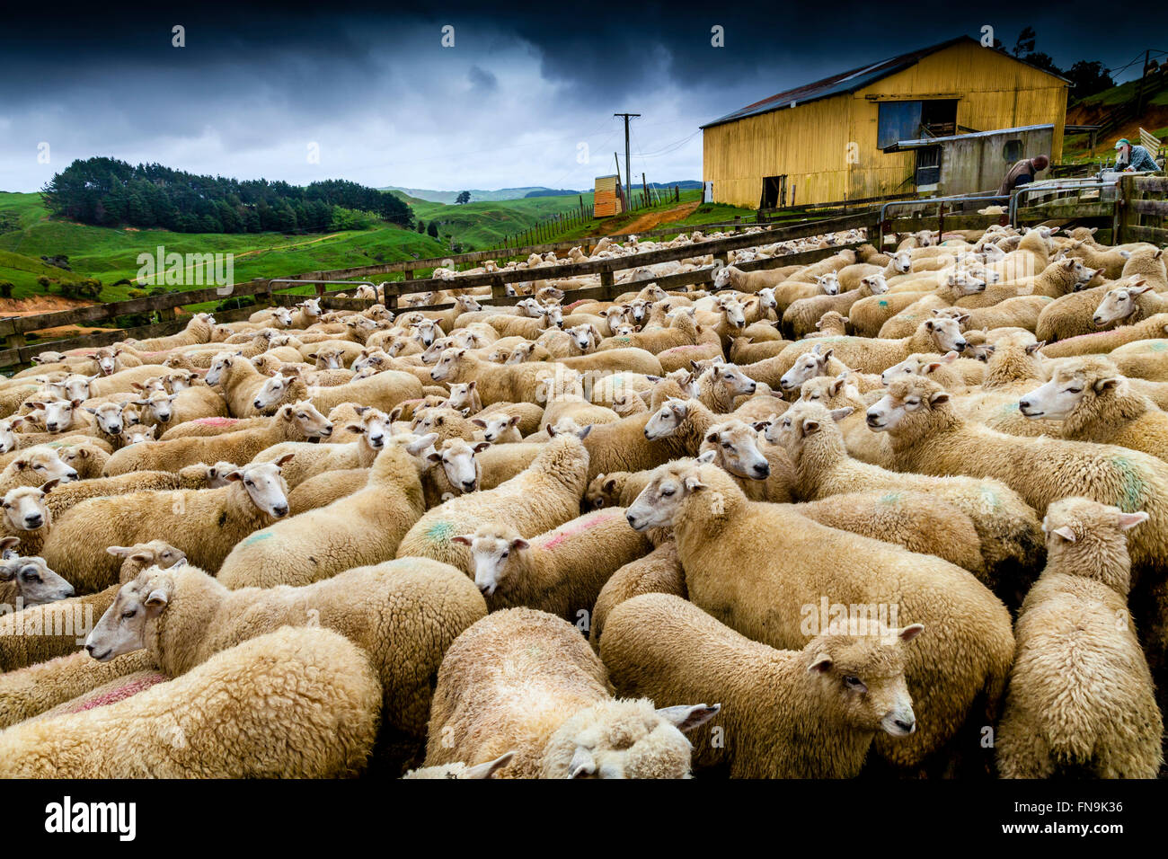 Sheep In A Pen Waiting To Be Sheared, Sheep Farm, Pukekohe, New Zealand Stock Photo