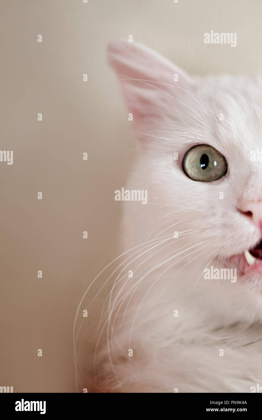 Portrait of a turkish angora cat Stock Photo