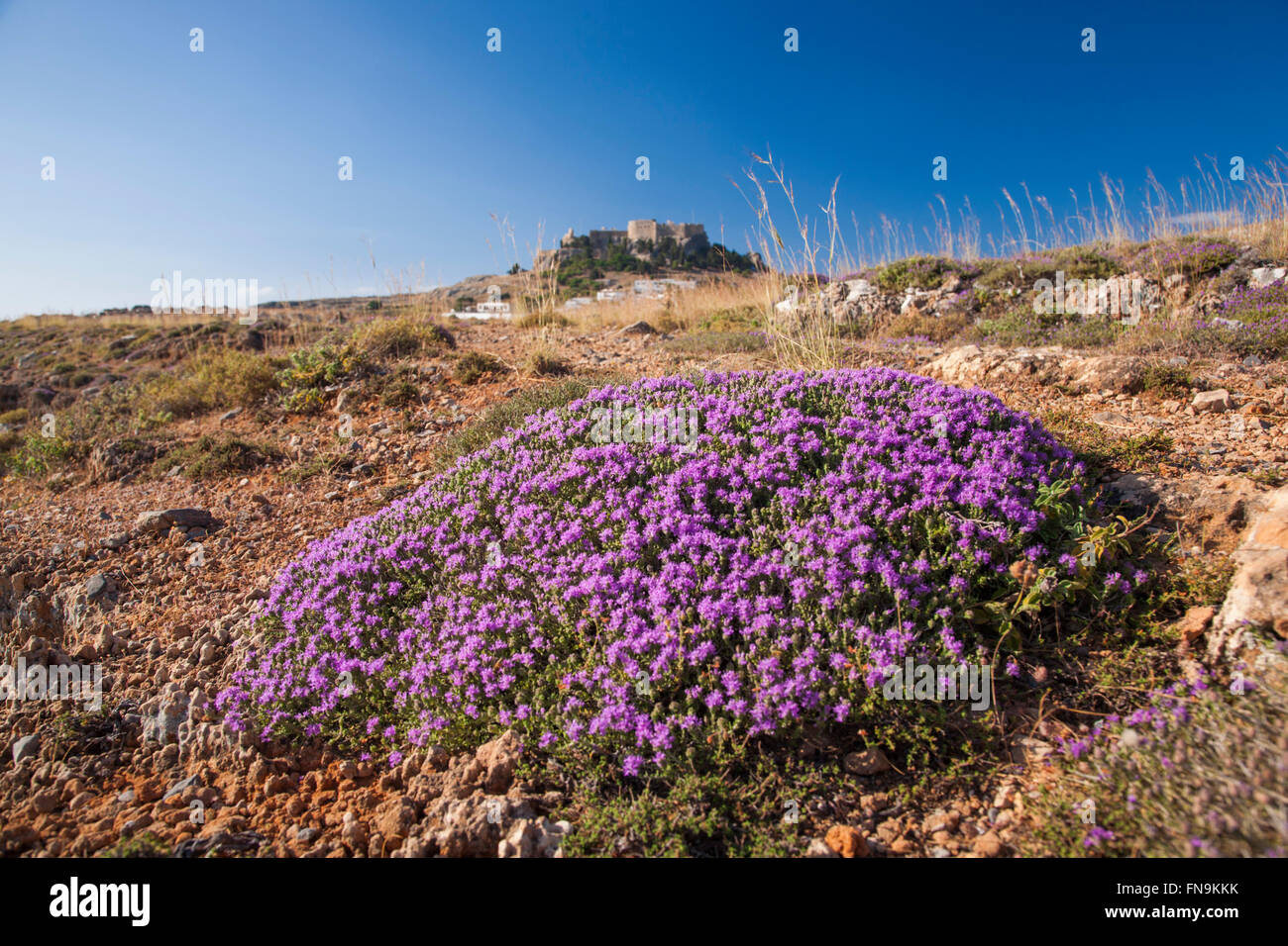 Lindos, Rhodes, South Aegean, Greece. Wild thyme (Thymus serpyllum) flowering on rocky ground beneath the Acropolis. Stock Photo