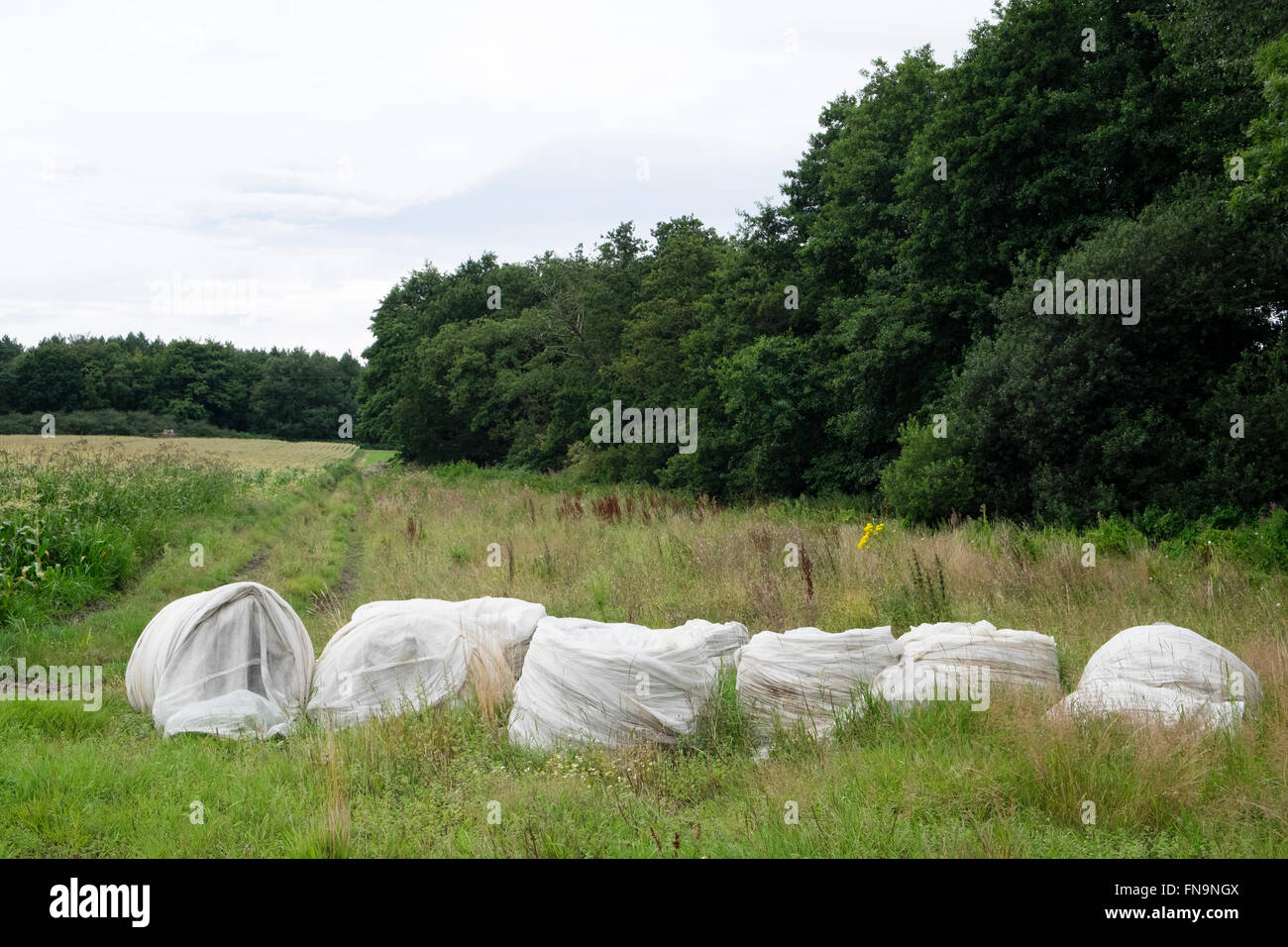 Used plastic fleece used to cover crops Stock Photo Alamy