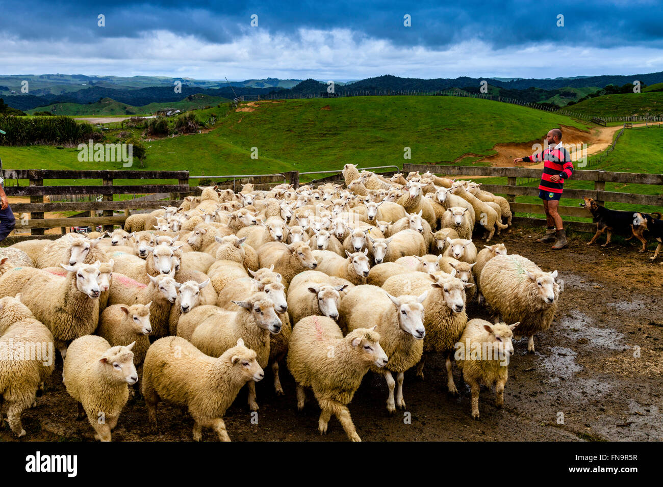 Sheep In A Sheep Pen Waiting To Be Sheared, Sheep Farm, Pukekohe, New Zealand Stock Photo
