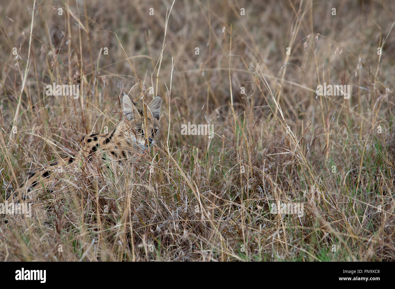 Solitary Serval Cat, Leptailurus serval, hidden in the dry grass in the Masai Mara National Reserve, Kenya, East Africa Stock Photo