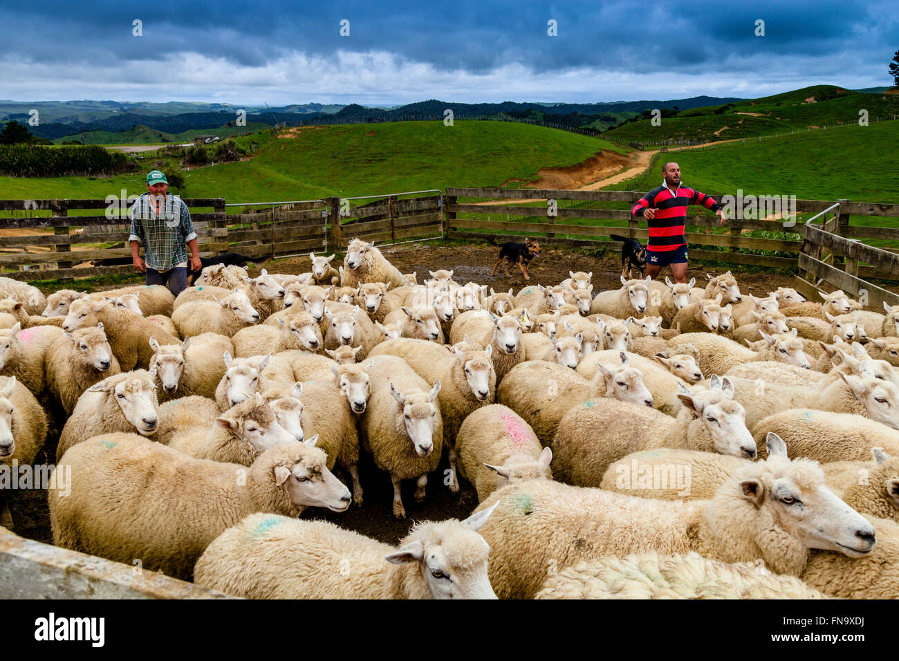Sheep In A Sheep Pen Waiting To Be Sheared, Sheep Farm, Pukekohe, New Zealand Stock Photo