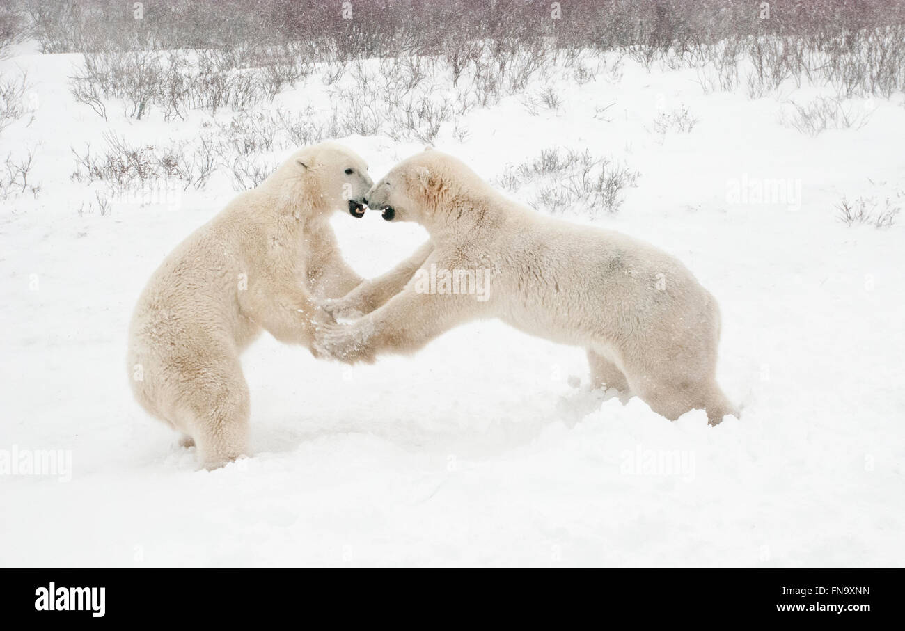 Two young Polar Bears, Ursus maritimus, seem to be playing 'Ring Around a Rosie' near Hudson Bay, Cape Churchill, Manitoba Stock Photo