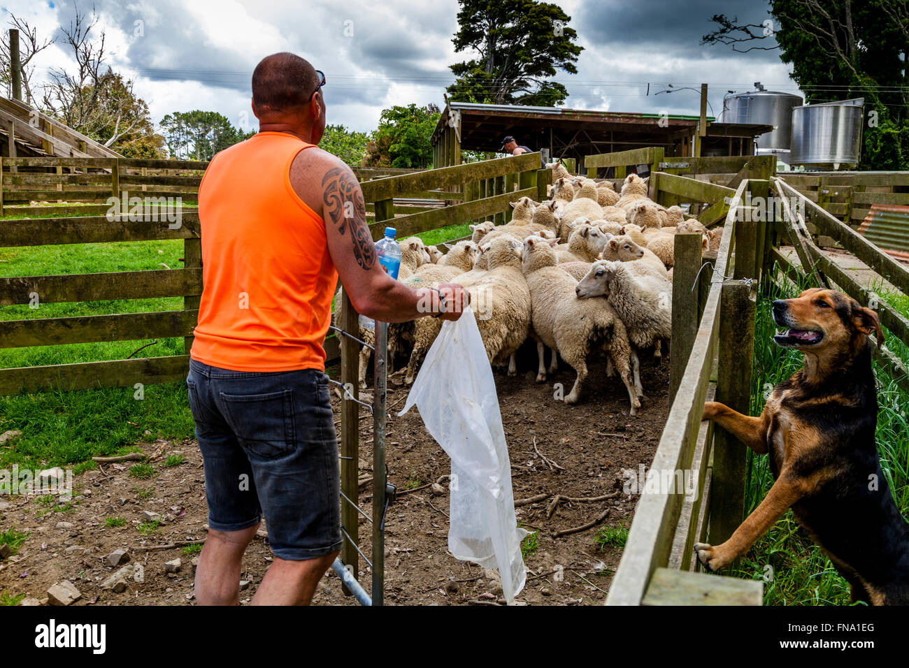 Sheep Are Moved Into A Sheep Pen In Readiness To Be Sold, Sheep Farm, Pukekohe, New Zealand Stock Photo