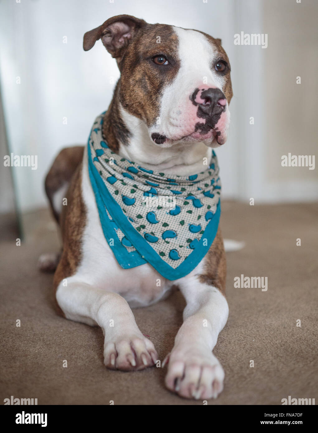 A Pitbull type Dog Stock Photo