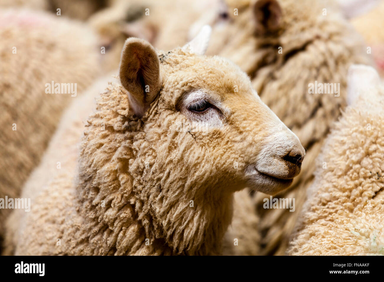 Sheep On A Sheep Farm, Pukekohe, North Island, New Zealand Stock Photo