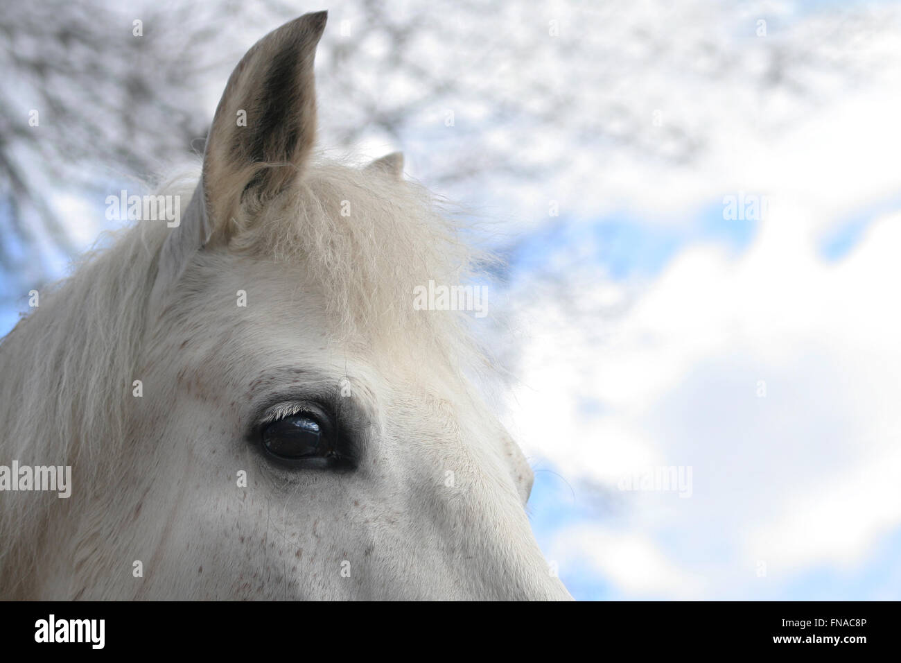 The big black eye of a white horse Stock Photo