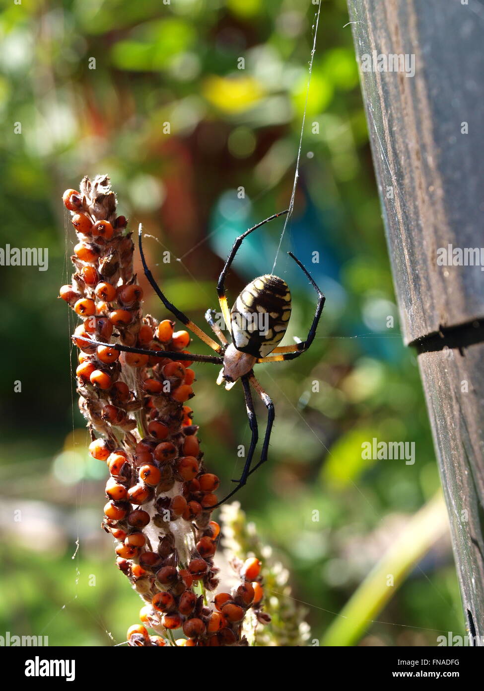 Argiope aurantia hi-res stock photography and images - Alamy