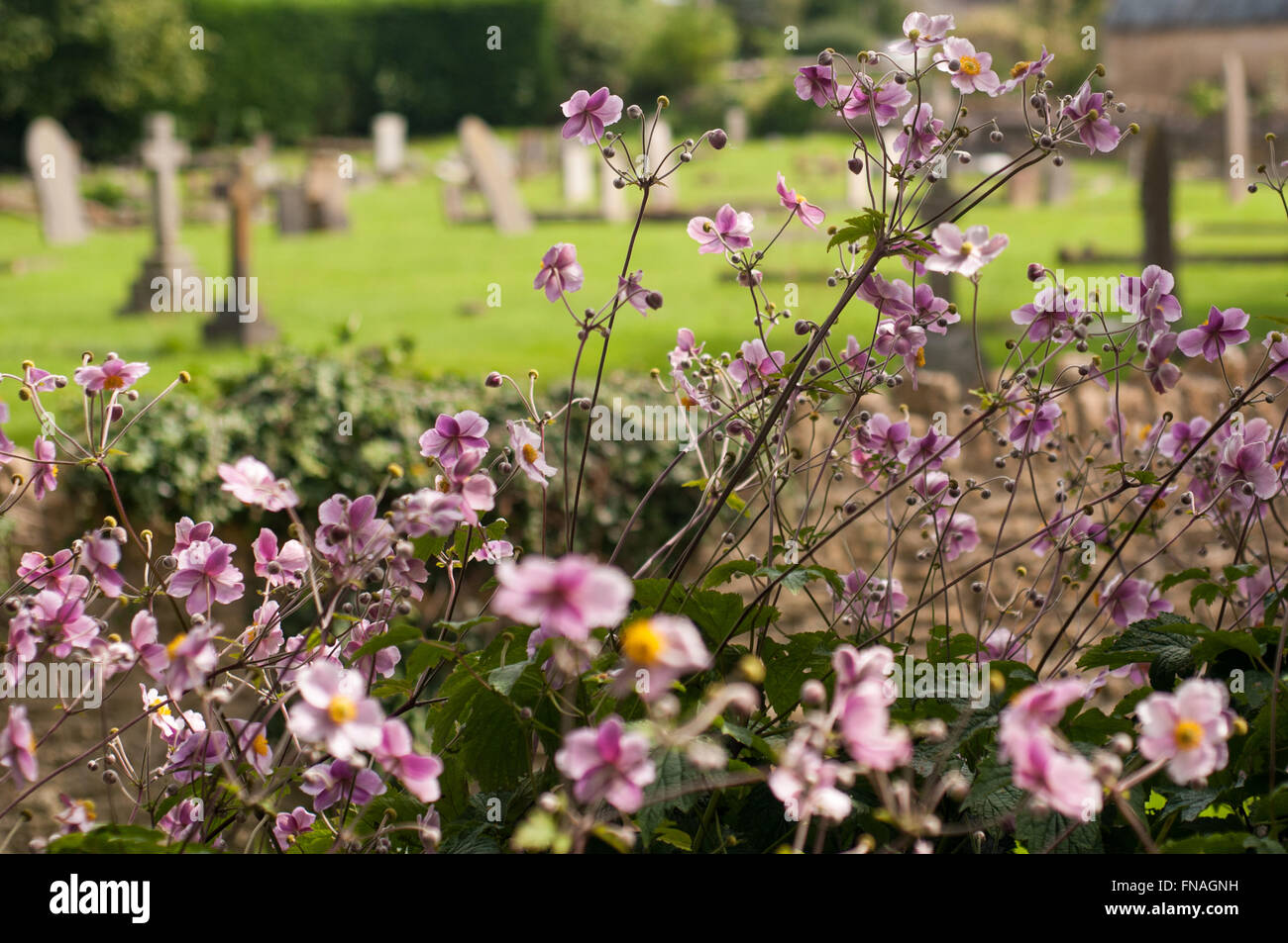 Purple flowers growing near graveyard of St Katherine's Church in Holt, Bradford-on-Avon, Wiltshire, England, UK Stock Photo