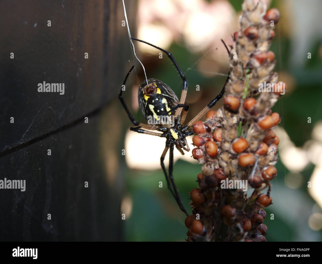 Argiope aurantia hi-res stock photography and images - Alamy