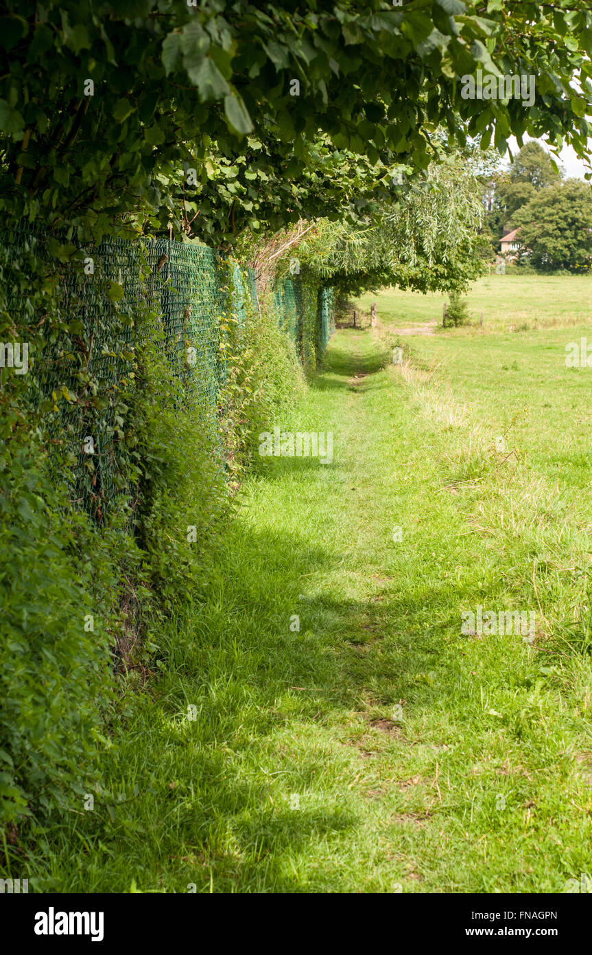 Green leafy empty country path in Holt, Bradford-on-Avon, Wiltshire, England, UK Stock Photo