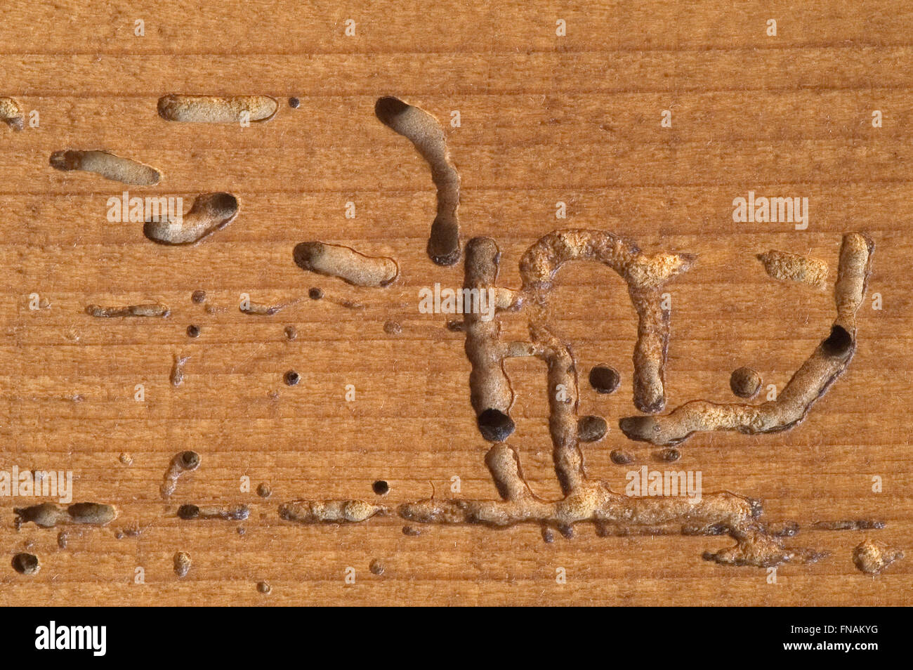 Larvae tunnels in wooden furniture made by deathwatch beetles / death watch beetle (Xestobium rufovillosum) Stock Photo