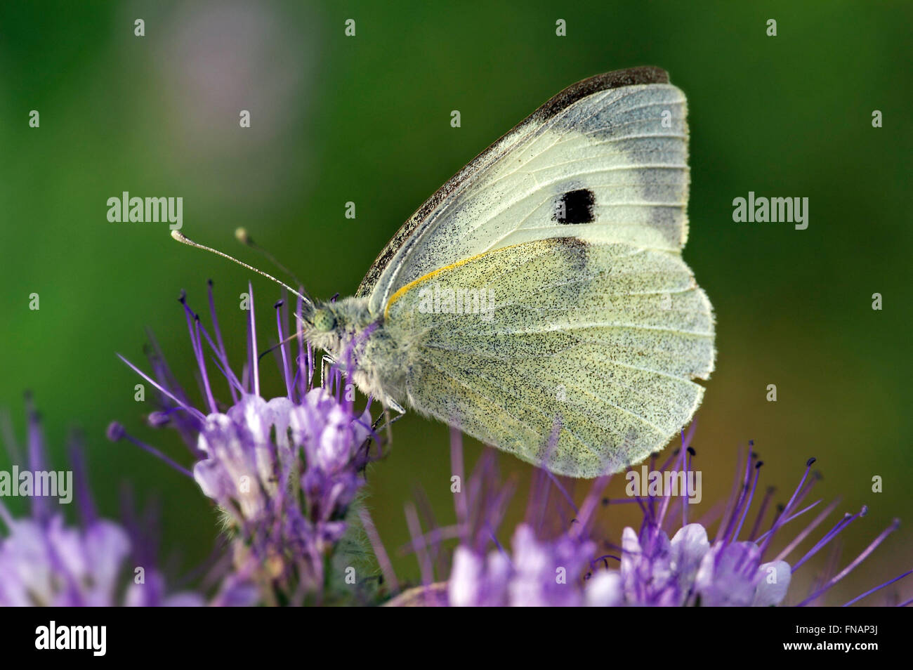 Large white / cabbage butterfly / cabbage white (Pieris brassicae) with closed wings feeding on flower Stock Photo