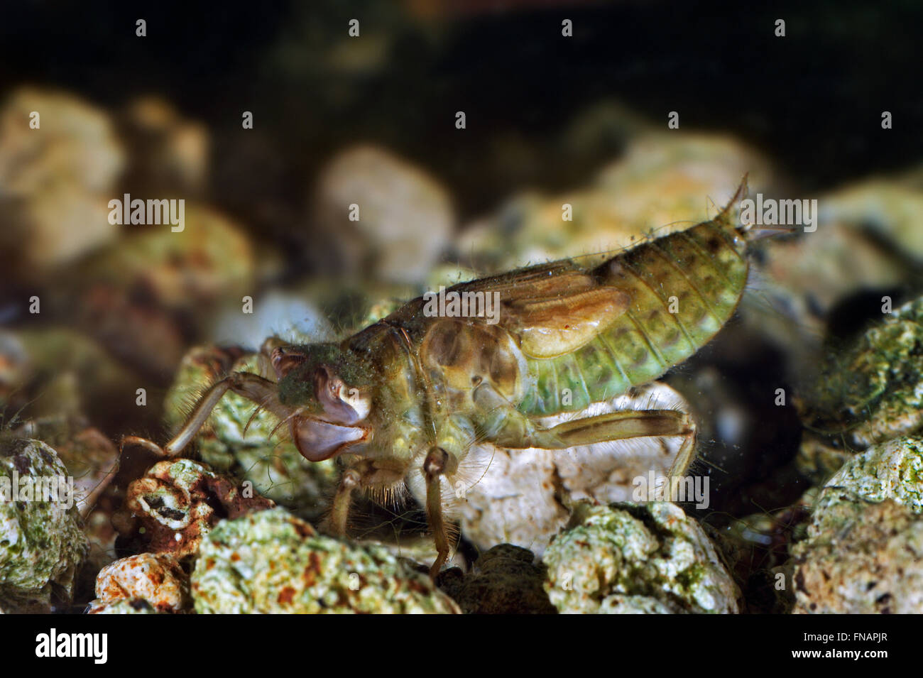 Blacktailed skimmer dragonfly (Orthetrum cancellatum) larva / nymph