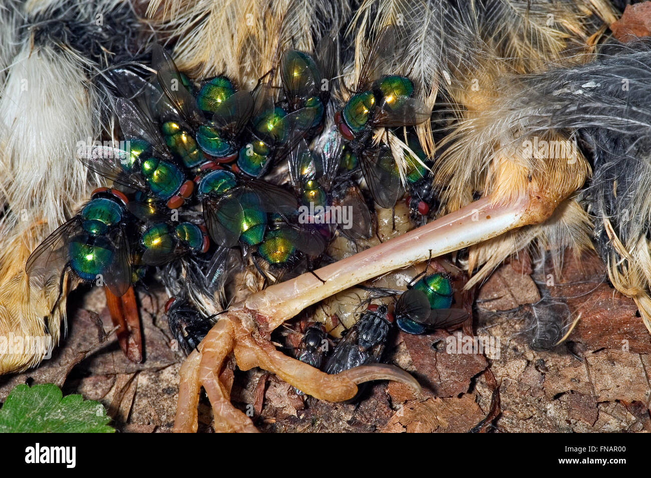 Common green bottle flies (Phaenicia sericata / Lucilia sericata) feeding on dead bird Stock Photo