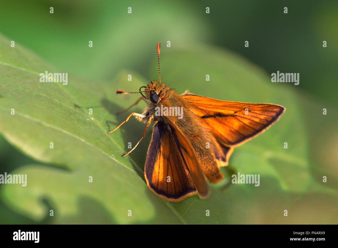 Large skipper (Ochlodes sylvanus / Papilio sylvanus) on leaf Stock Photo