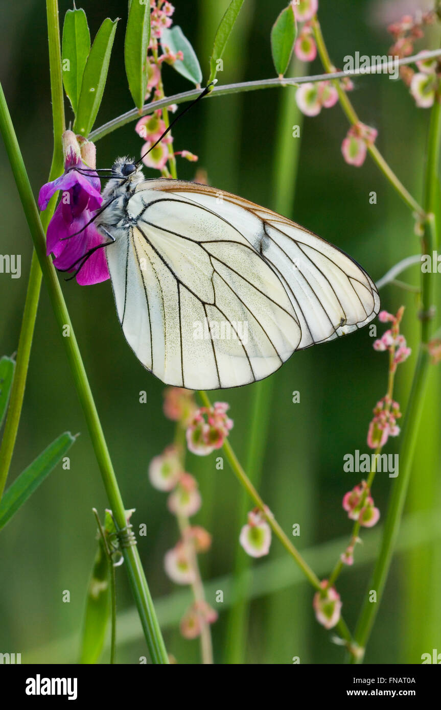 Black-veined white butterfly (Aporia crataegi) feeding on nectar from flower in meadow Stock Photo