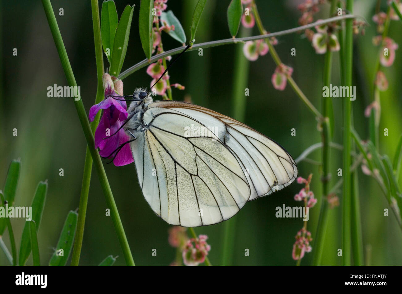 Black-veined white butterfly (Aporia crataegi) feeding on nectar from flower in meadow Stock Photo