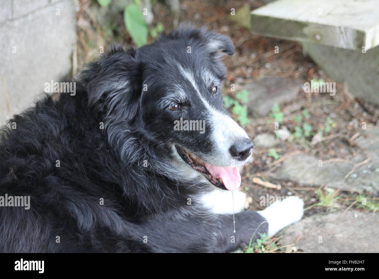 Head and shoulder area of a long-haired, black and white dog. Stock Photo