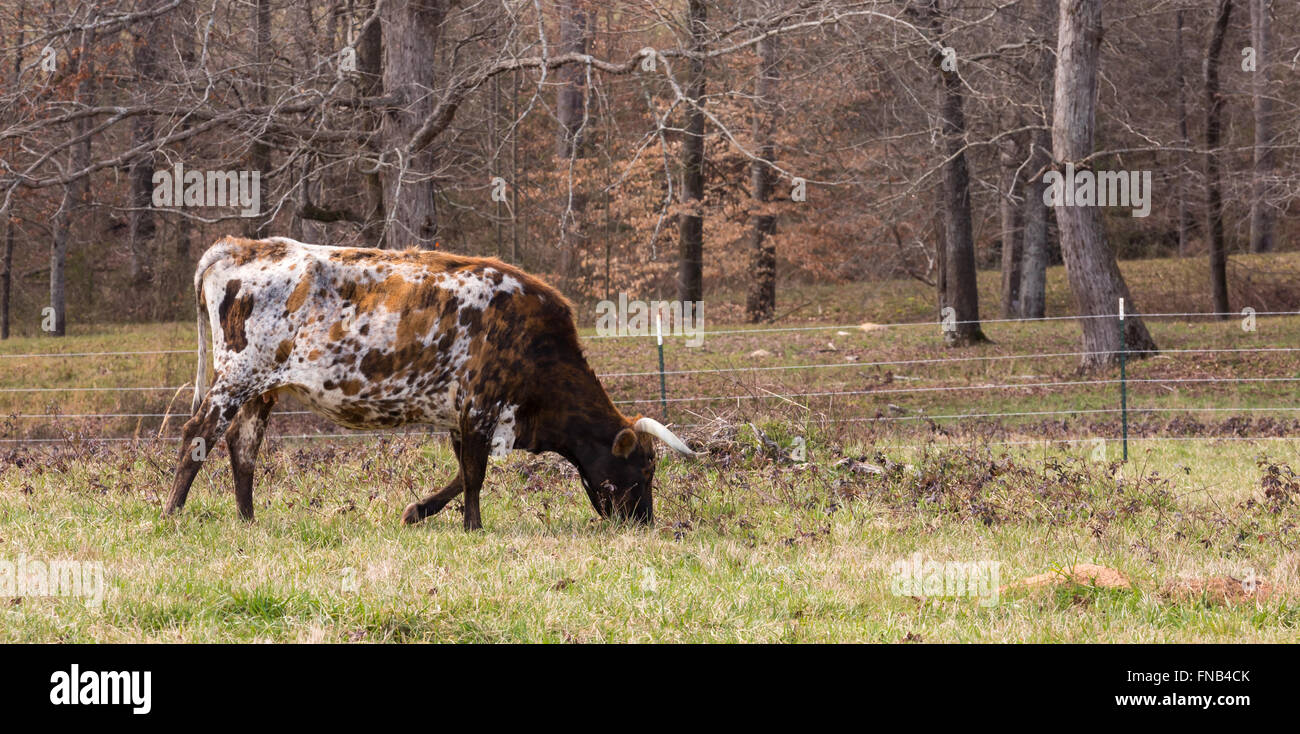 a Cow on a beef farm Stock Photo