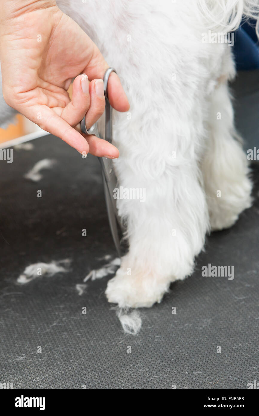 Closeup of cutting the hair on the back foot of standing Maltese dog Stock  Photo - Alamy