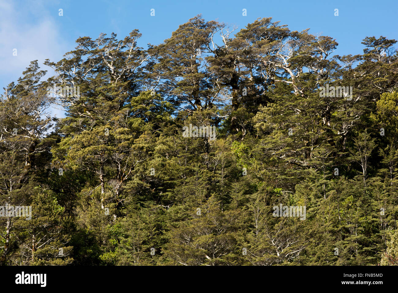 Old grown Southern Beech forest covers parts of the Tongariro National Park at the slopes of Mount Ruapehu  in New Zealand. Stock Photo