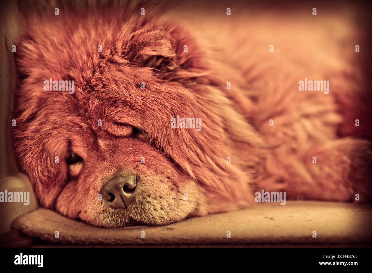 Sleeping Chow Chow Stock Photo