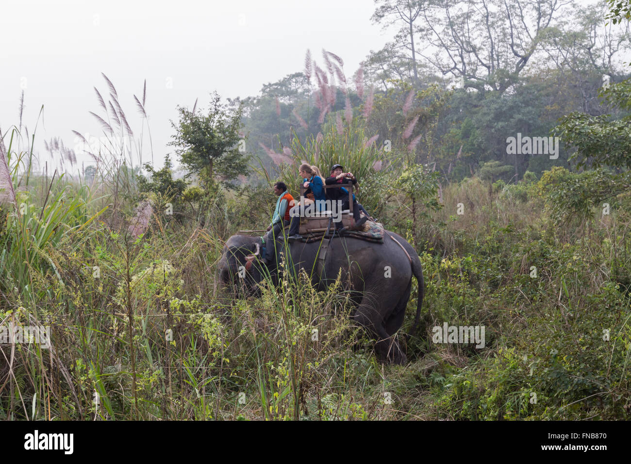 Nepal elephant chitwan national park hi-res stock photography and ...
