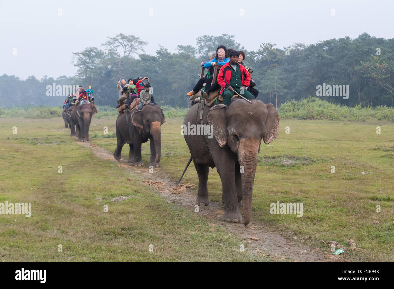 Nepal elephant chitwan national park hi-res stock photography and ...