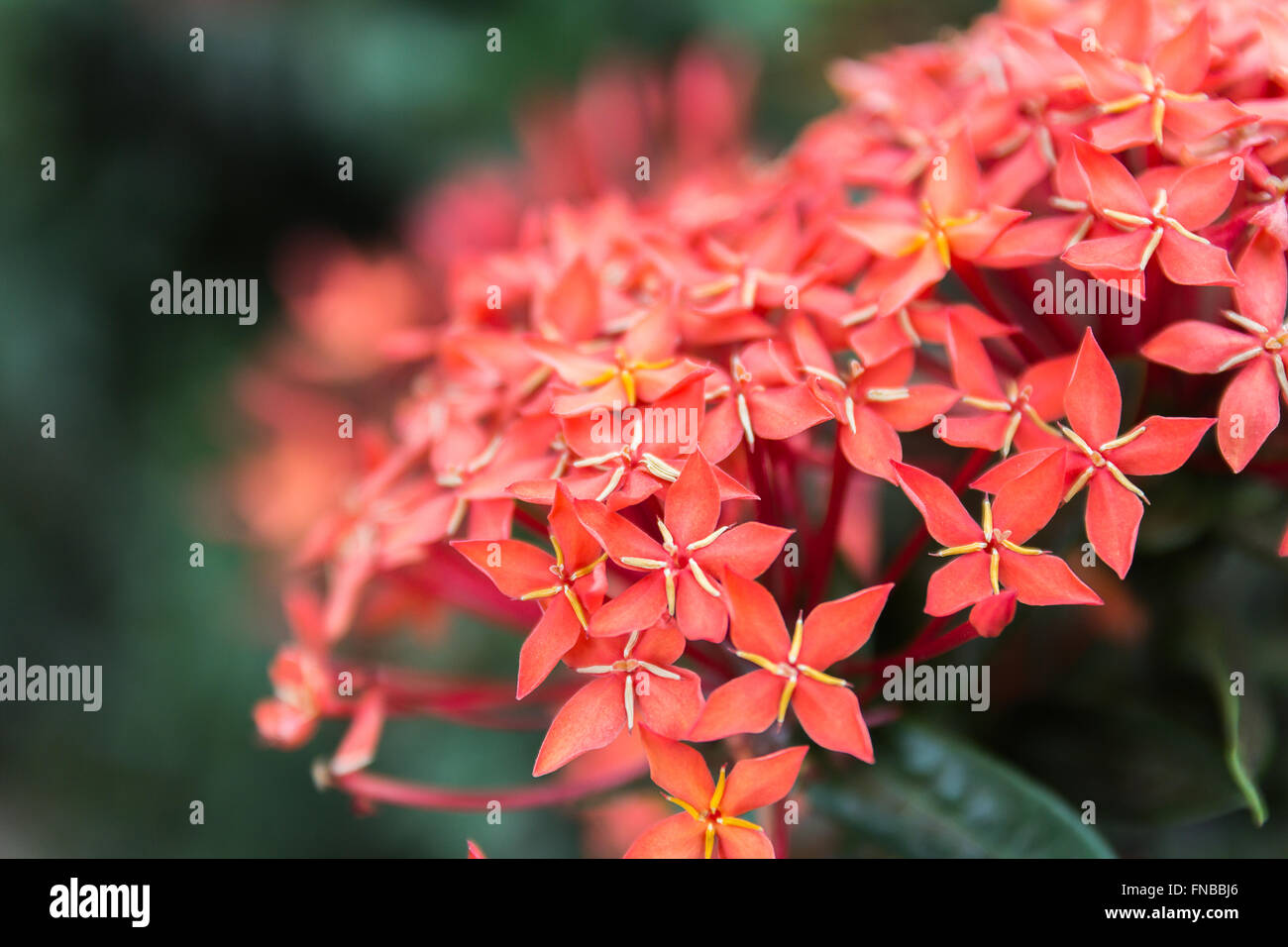 Beautiful Red Small Flowers Rubiaceae Ixora stricta.sensitive focus Stock Photo
