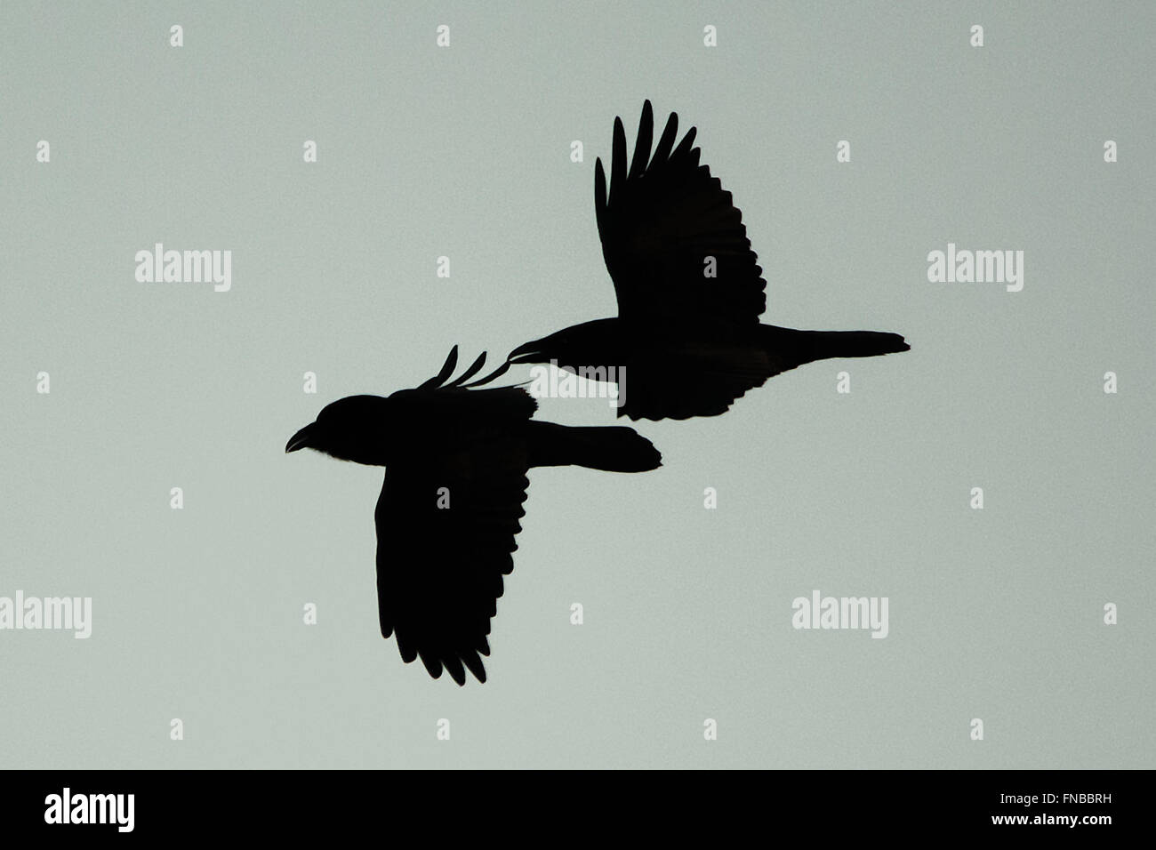 Spring crows hi-res stock photography and images - Alamy
