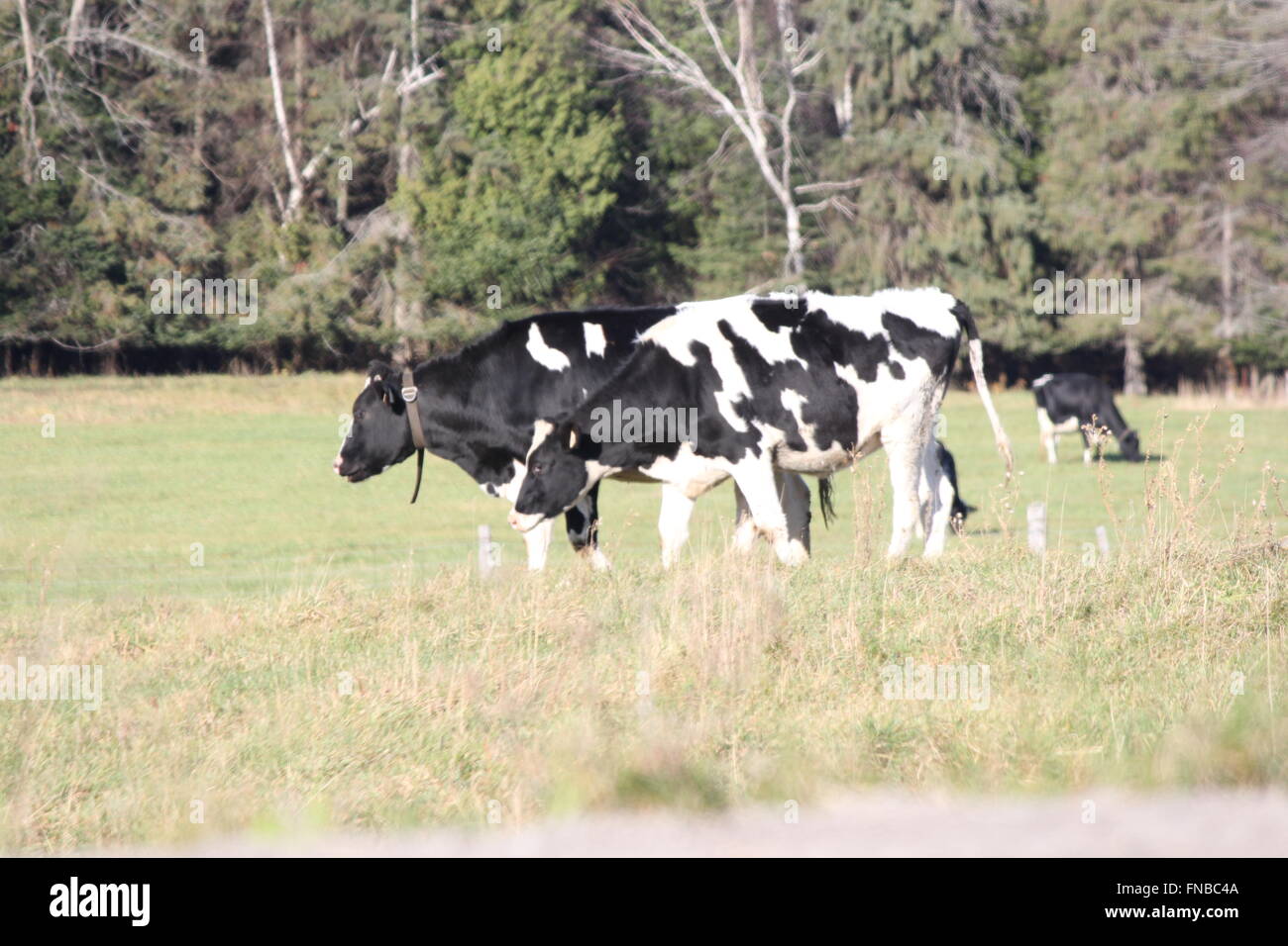 Holstein Cattle grazing in pasture in the early winter season Stock ...