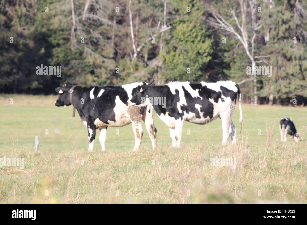 Holstein Cattle grazing in pasture in the early winter season Stock