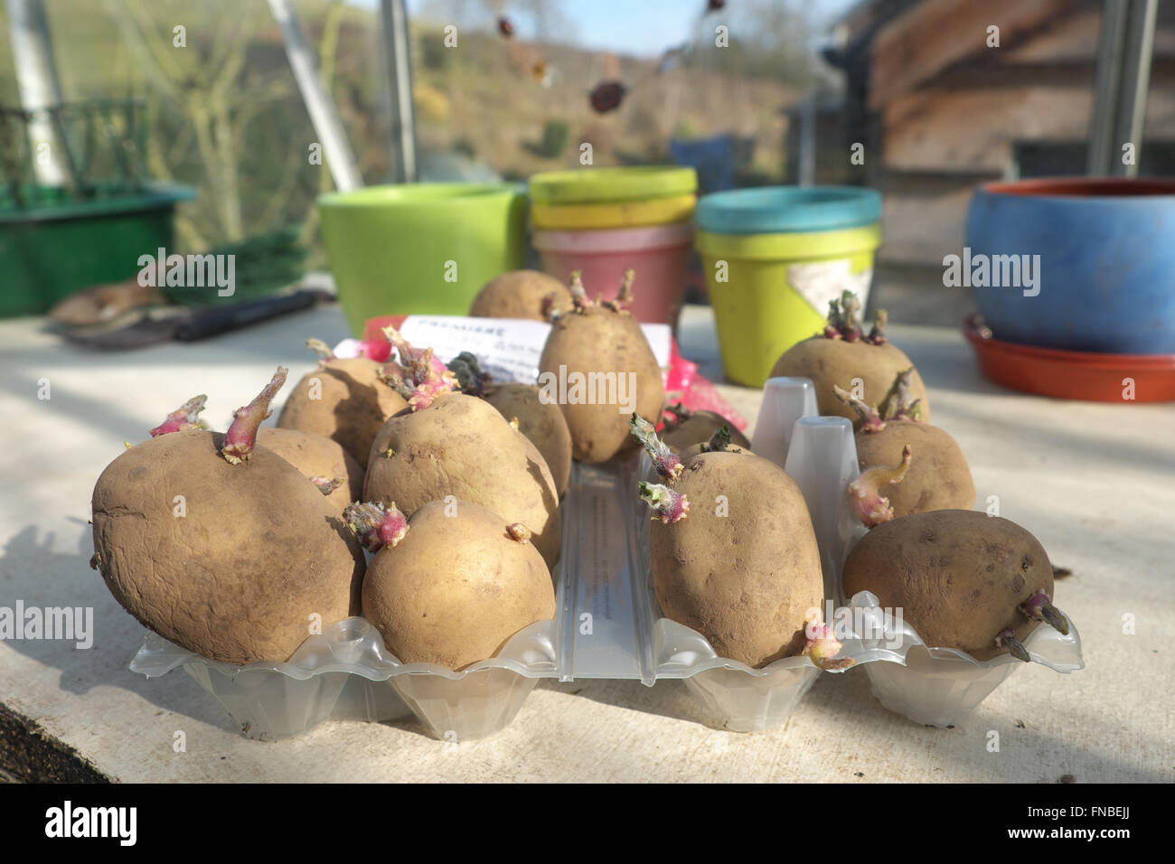 Premiere seed potatoes chitting in an old egg box inside a greenhouse in early March ready for planting Stock Photo
