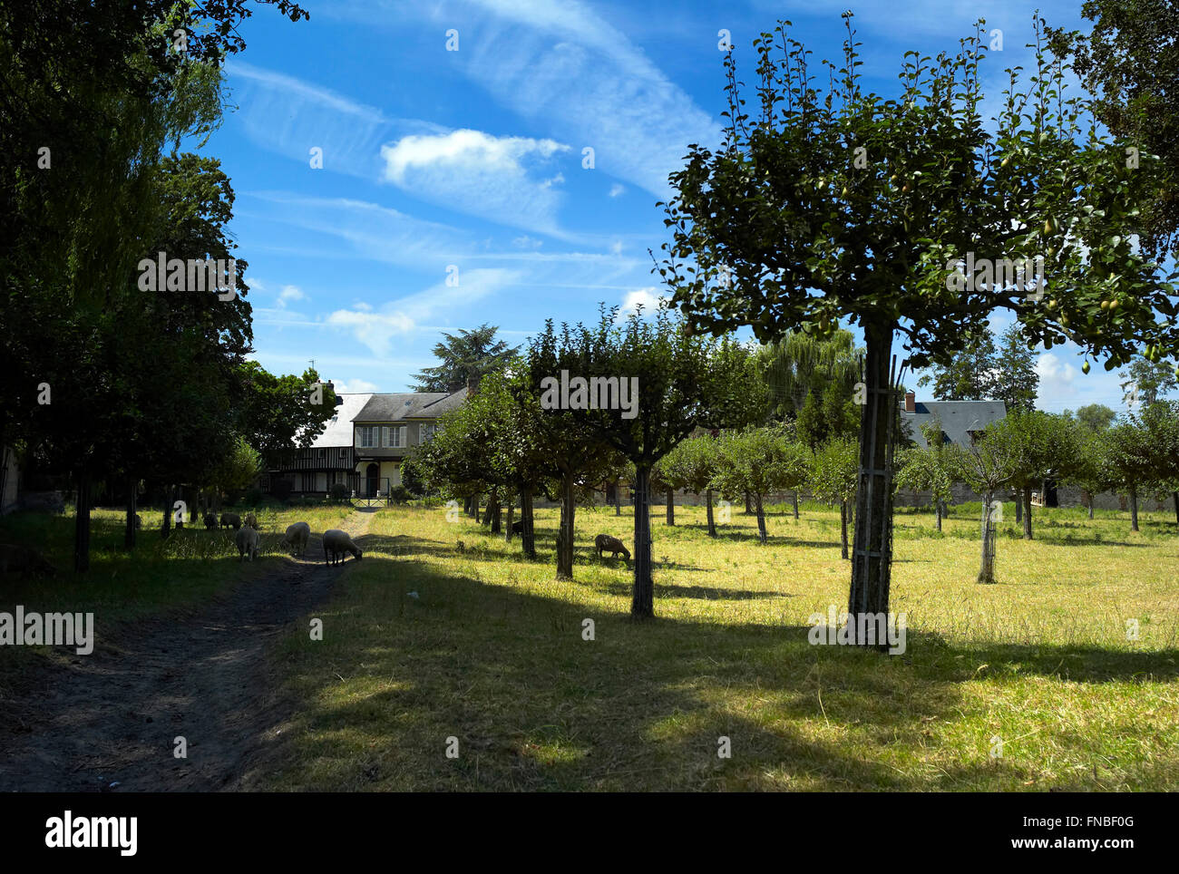 Orchard, Pontl'Évêque, Normandy Stock Photo Alamy