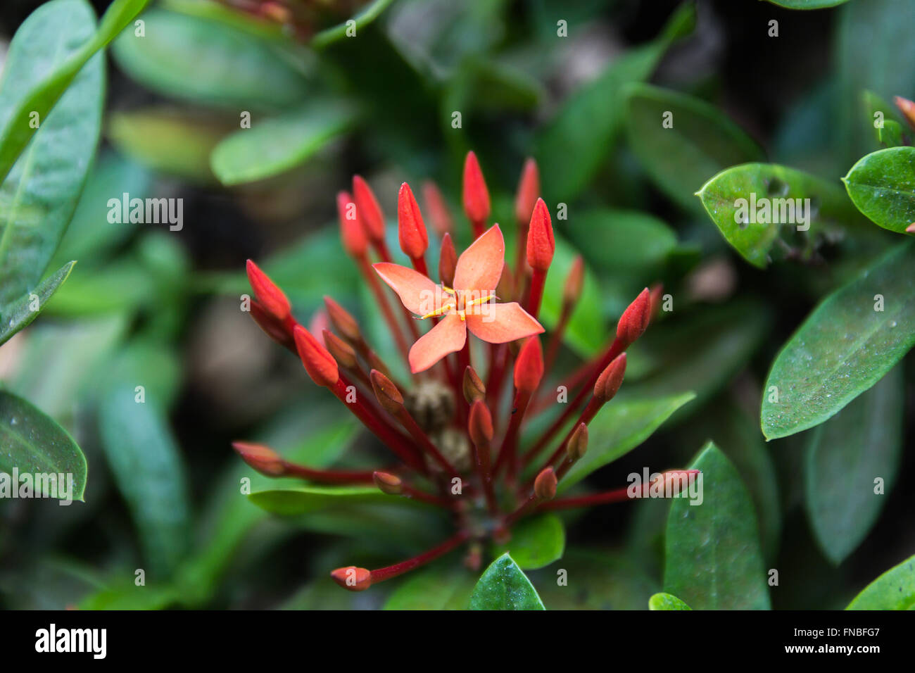 Beautiful Red Small Flowers Rubiaceae Ixora stricta.sensitive focus Stock Photo