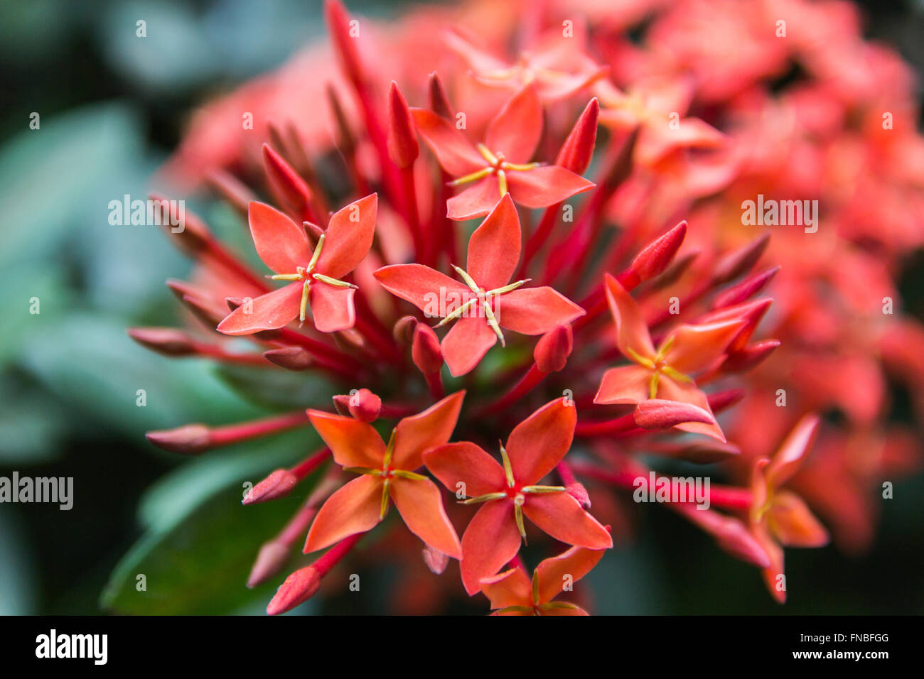 Beautiful Red Small Flowers Rubiaceae Ixora stricta.sensitive focus Stock Photo
