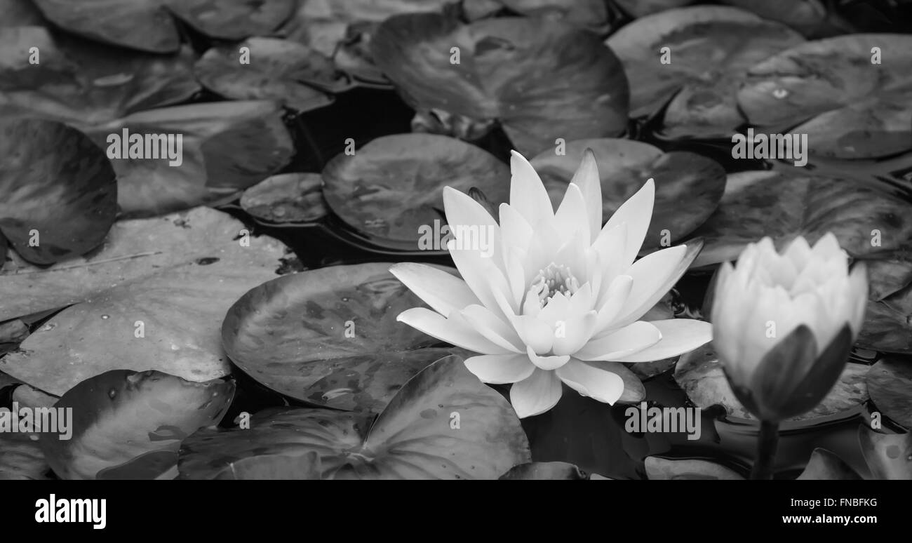 Summer waterlily blooming Stock Photo Alamy