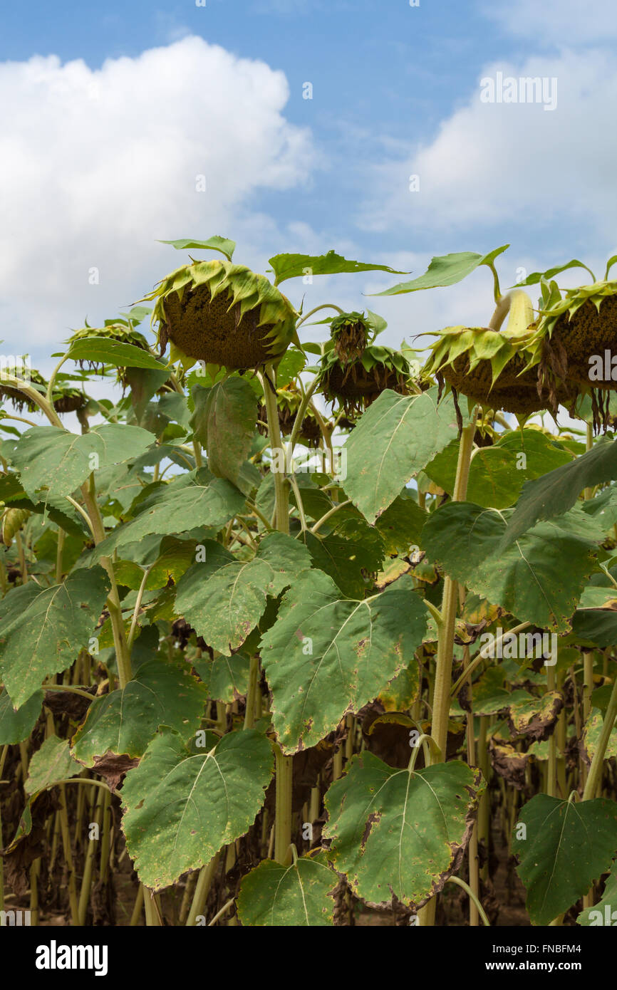 sunflower farm before harvest Stock Photo Alamy