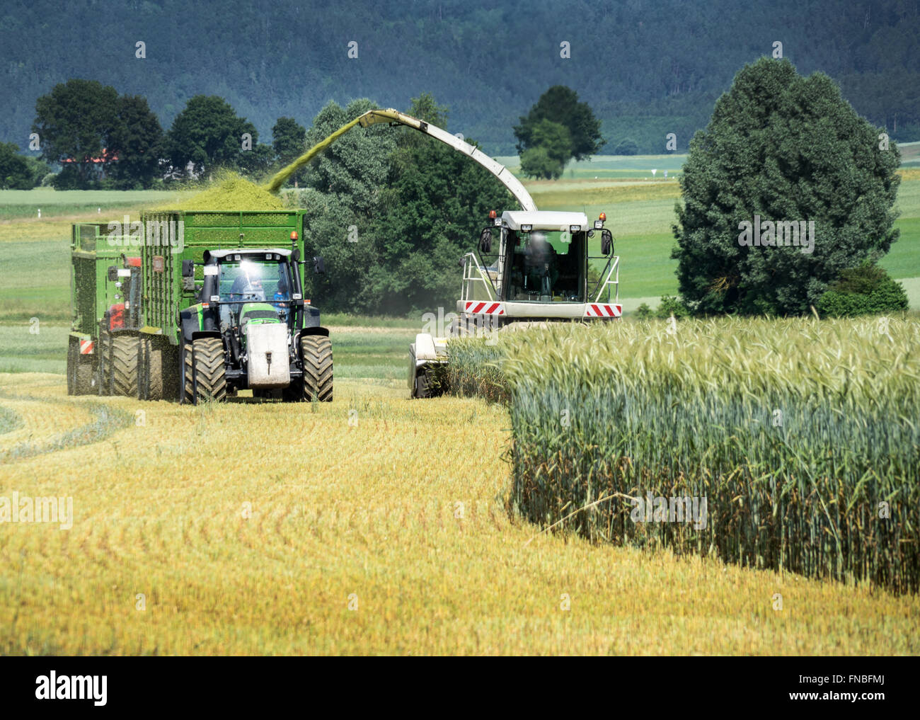 Forage harvester with chopped material transporter during harvesting of grain as whole crop silage for biogas production Stock Photo