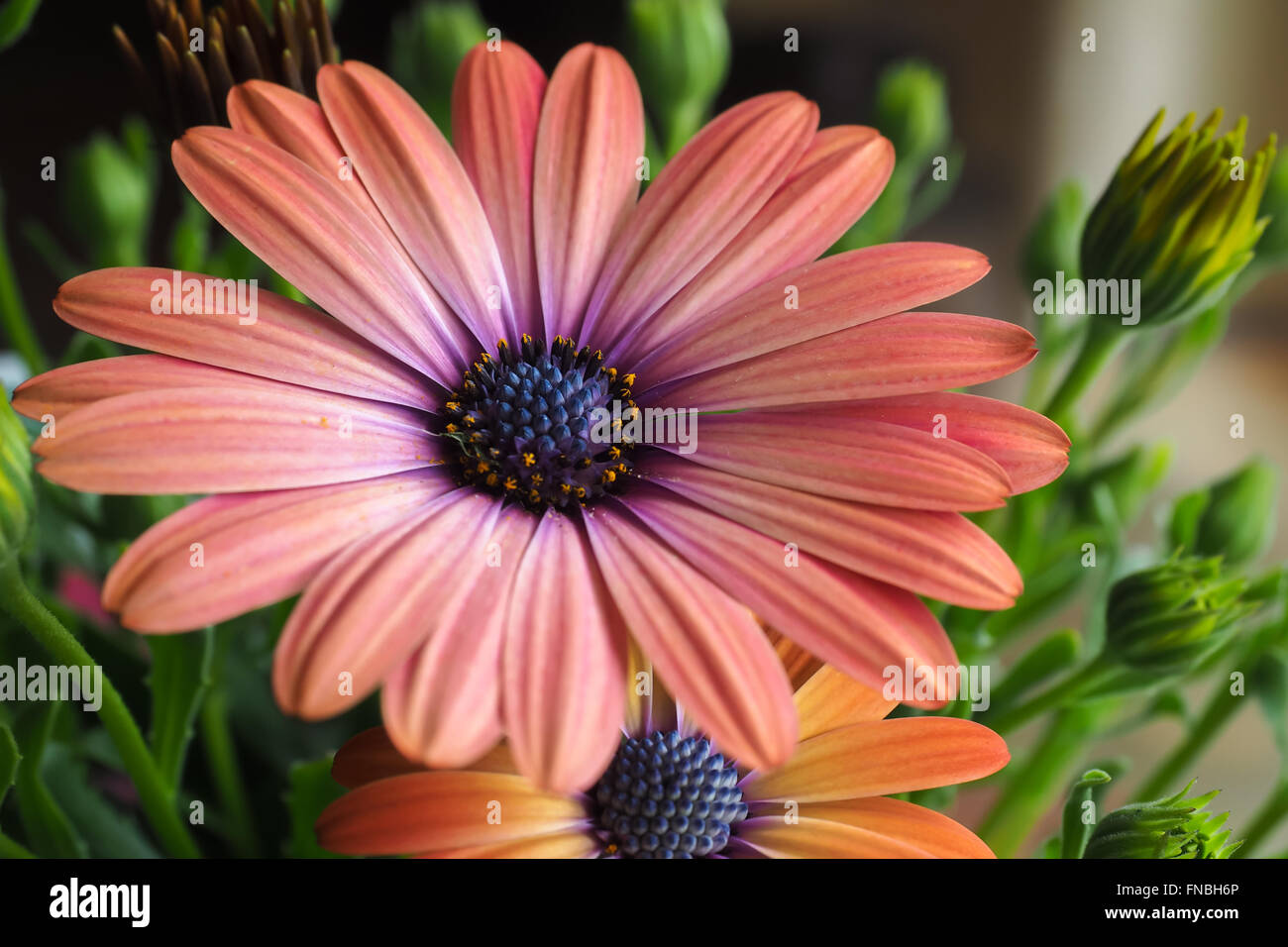 Daisy Flower Orange and Pink Stock Photo Alamy