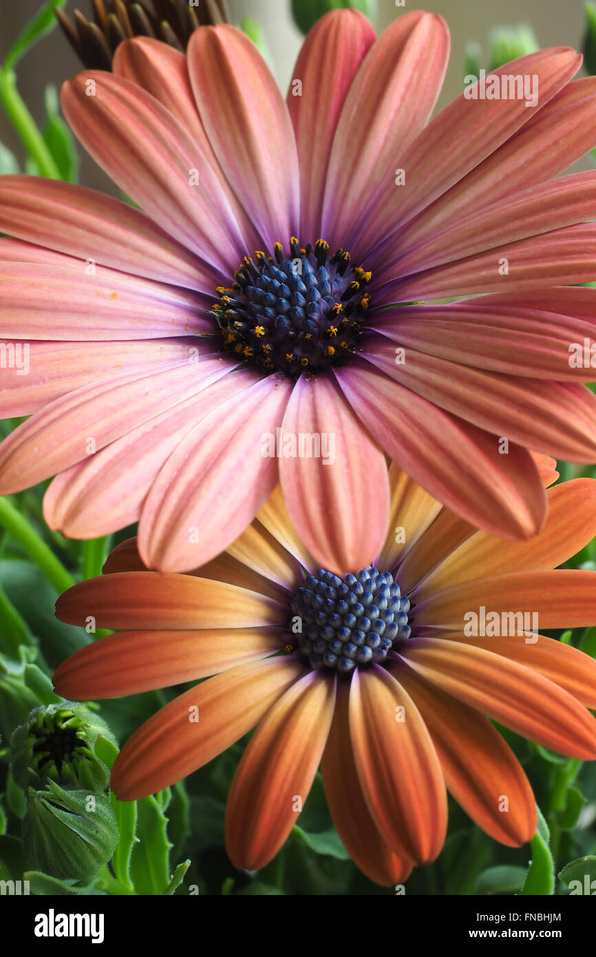 Daisy Flowers Orange and Pink 2 Stock Photo Alamy