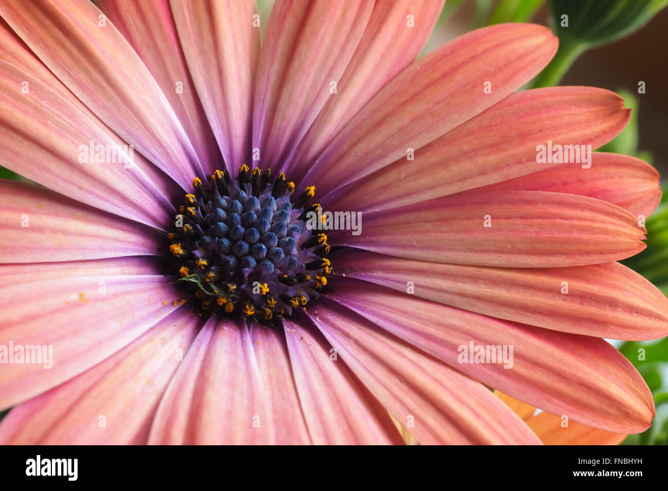 Daisy Flowers Orange and Pink 3 Stock Photo Alamy