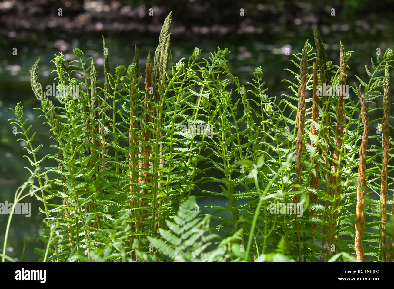 forest floor ferns Stock Photo