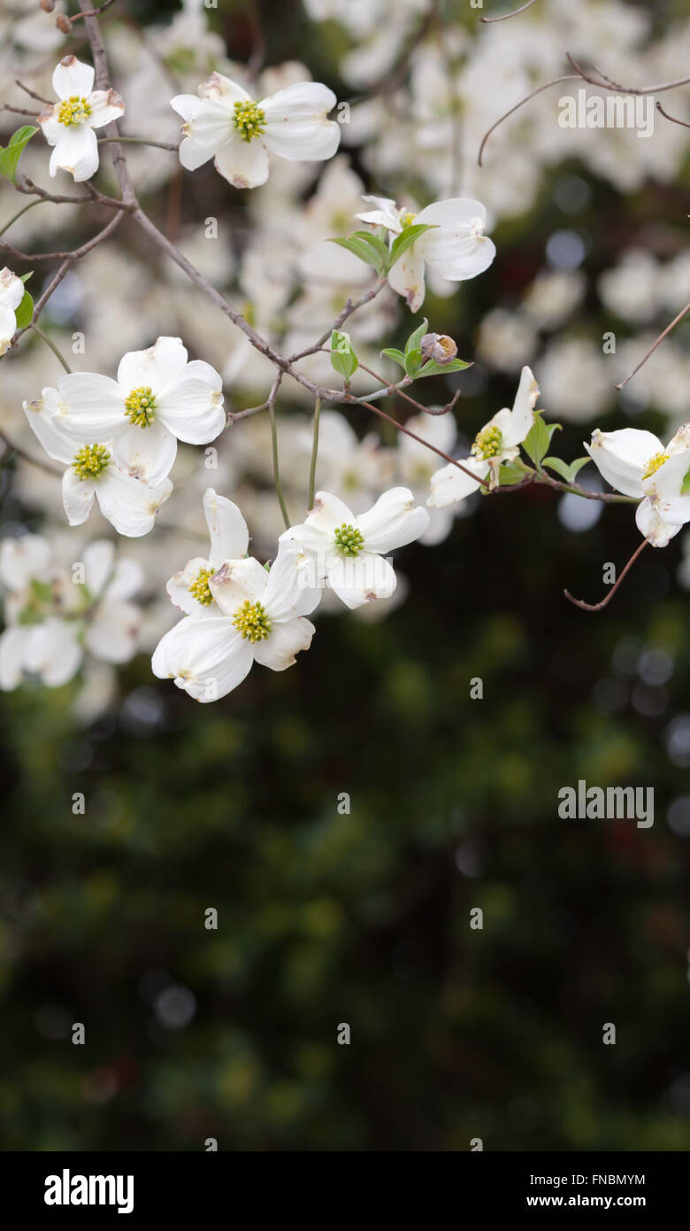 Spring blooms in garden hi-res stock photography and images - Alamy