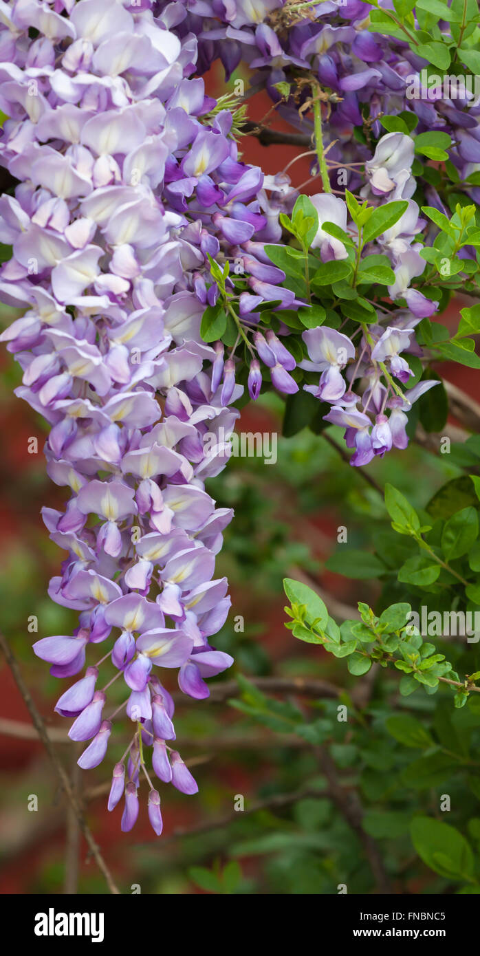 Spring Wisteria vine in bloom Stock Photo Alamy